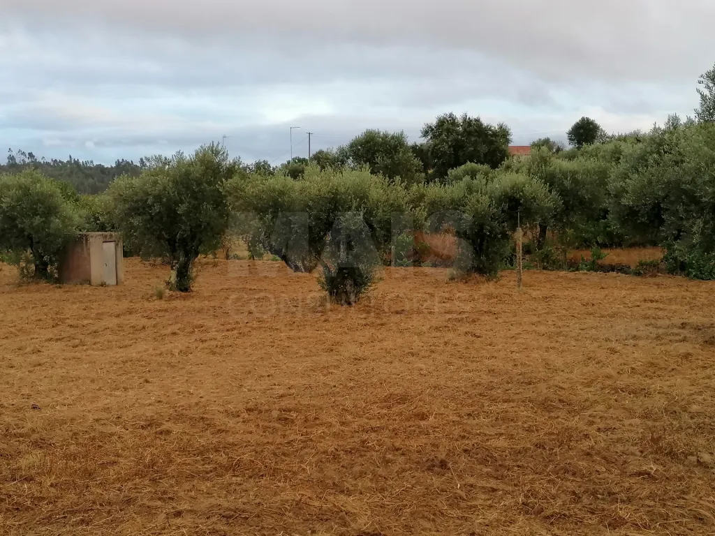 Terreno em Mouriscas para cultivo com olival e árvores de fruto