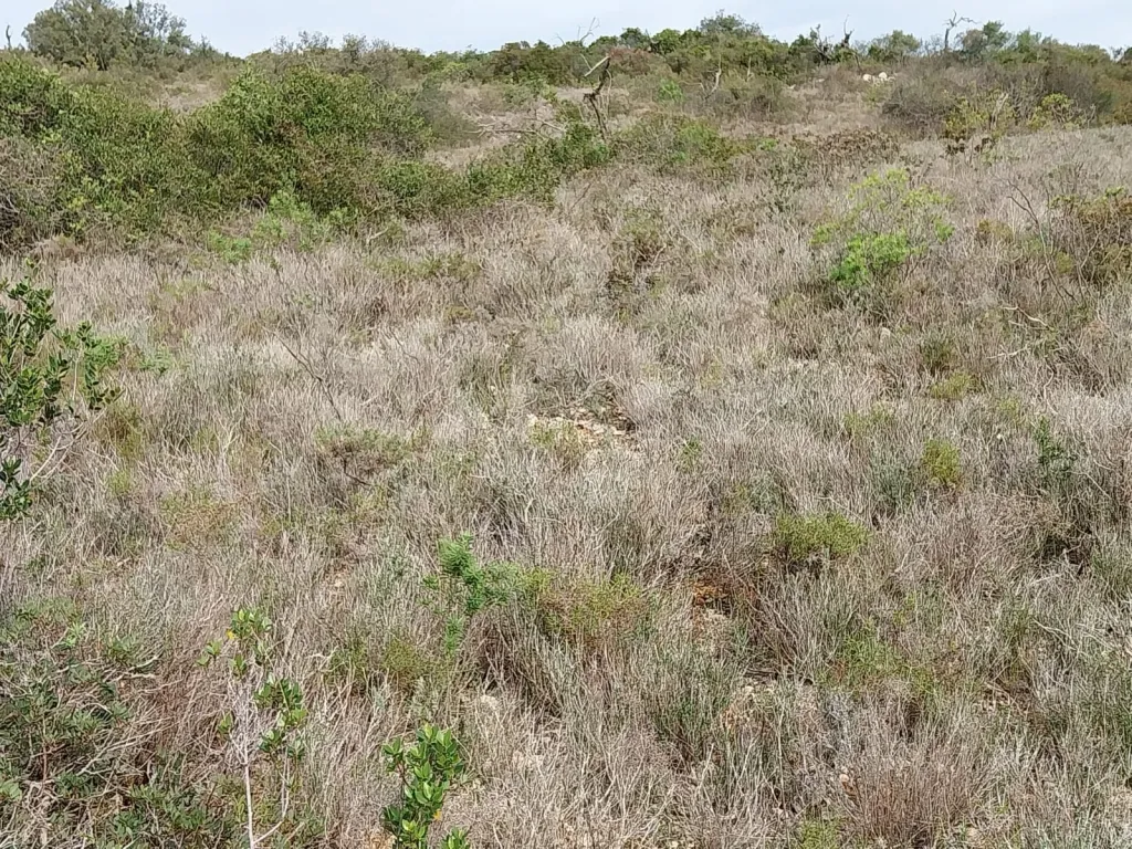 Bonito lote de terreno Rustico