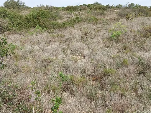 Bonito lote de terreno Rustico