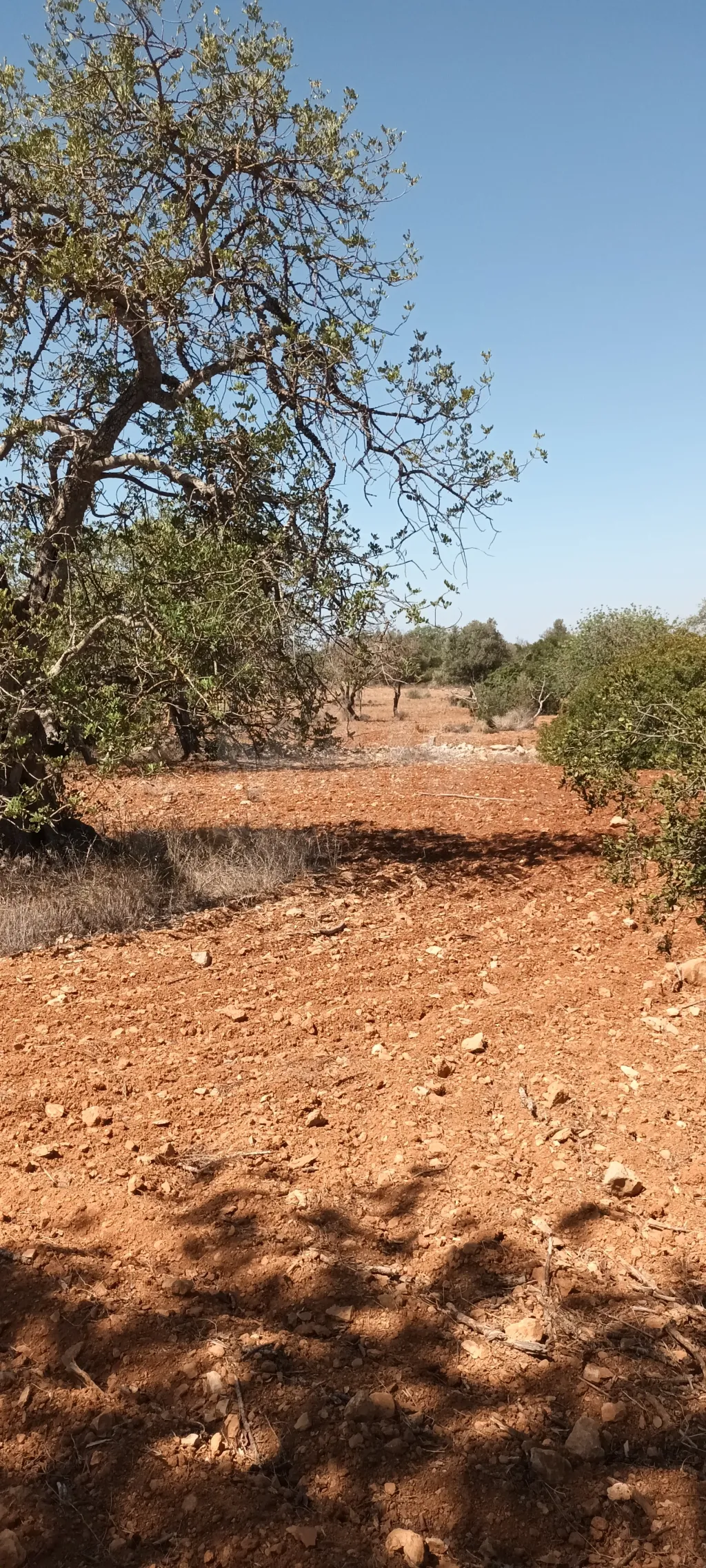 Terreno urbano com ruina / rustico