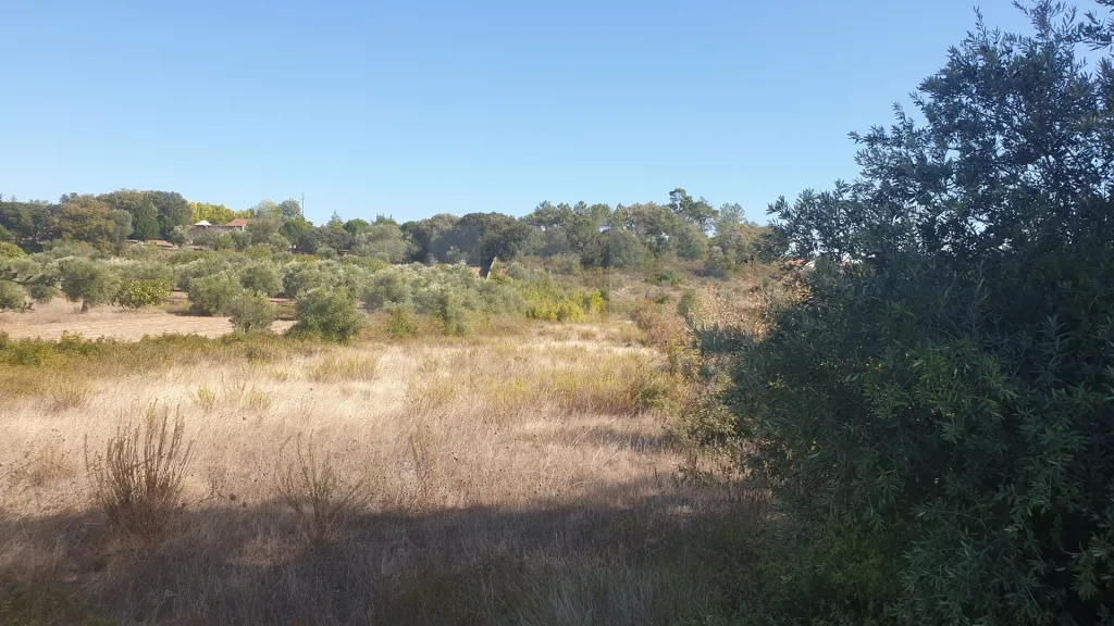 Terreno Rustico em SOUDOS Torres Novas