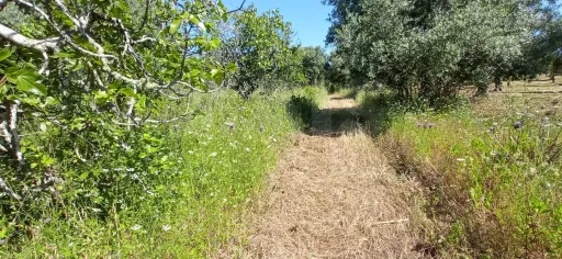 Terreno Misto com Ruina em TORRES NOVAS