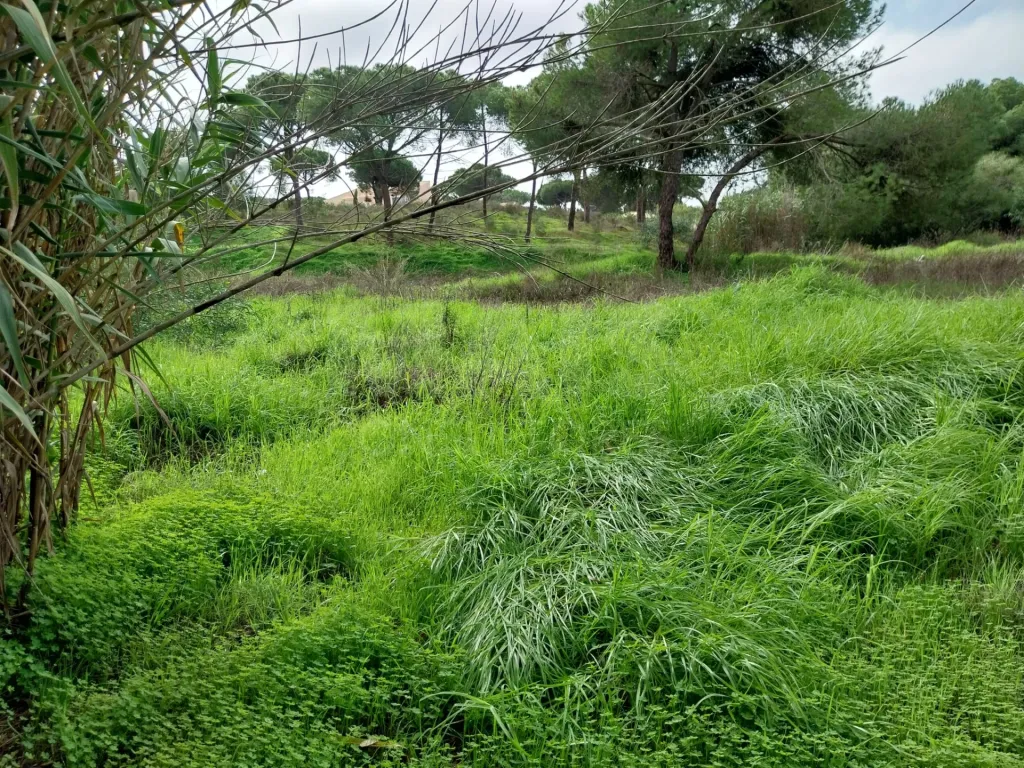 Lote de terreno em Vale Verde Almancil