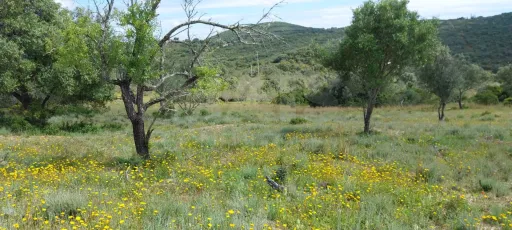 Lote de terreno Rustico